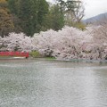 写真: 臥竜公園の桜＊２０２２