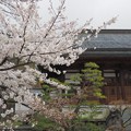 写真: 谷厳寺の桜＊２０２２