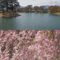 写真: 六道の堤の桜＊２０２２