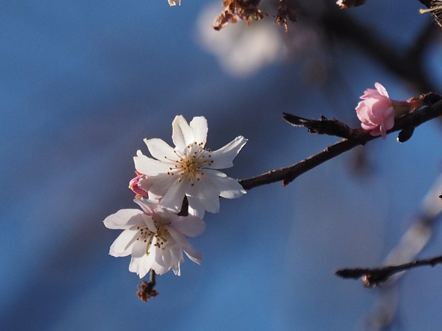 写真: 横浜の桜