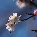 Photos: 横浜の桜