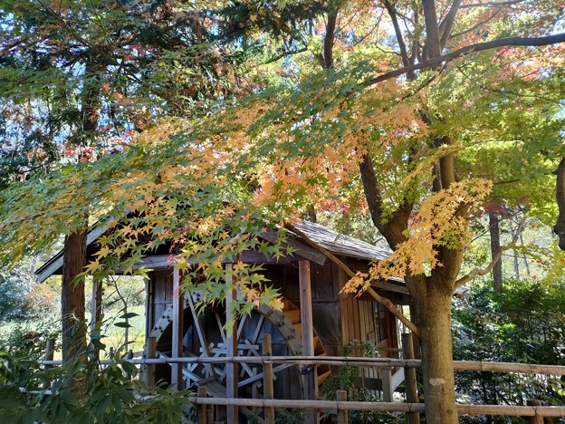 写真: 舞岡公園の秋色