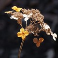 写真: ふゆの花