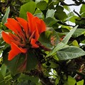 写真: 南国の花