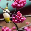 写真: メジロと桜1