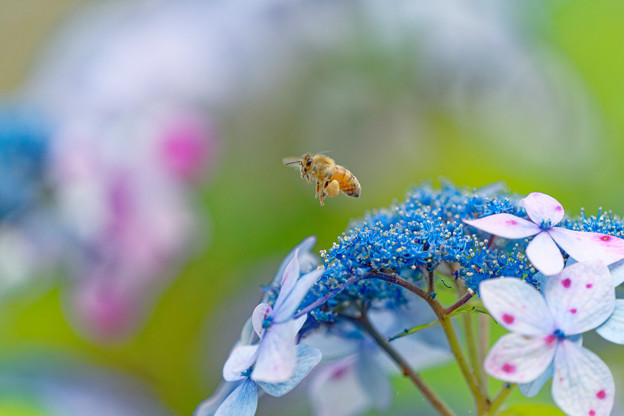 花粉団子を作る蜂