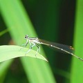 写真: 糸蜻蛉