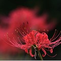 写真: 赤い花なら曼珠沙華