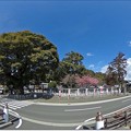 Photos: 尾鷲神社「大楠と河津桜」