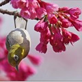 写真: 寒緋桜に目白