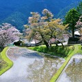 Photos: 三多気の桜