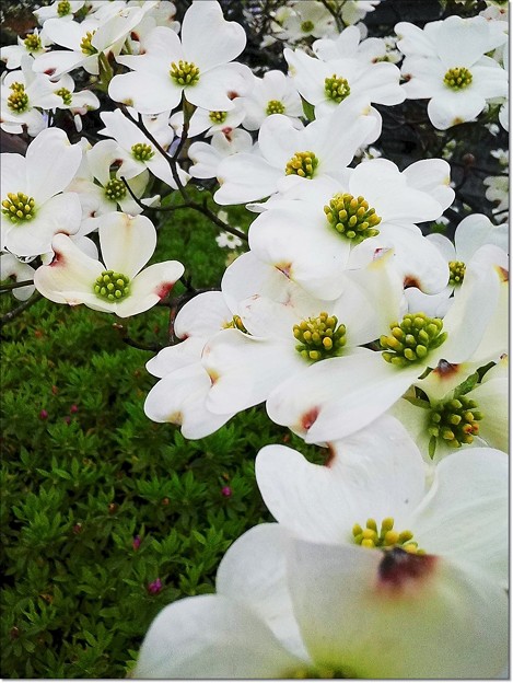 白い花水木