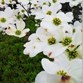 Photos: 白い花水木
