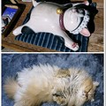 Photos: 招き猫 vs タロウ君