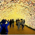 光のトンネル「花と華」