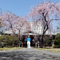 写真: お寺の枝垂れ桜-09
