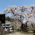 写真: お寺の枝垂れ桜-08