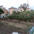 写真: トマト支柱撤去-06