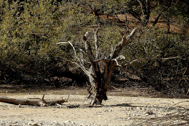 写真: 干上がった川の古木