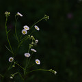 写真: 小さな花