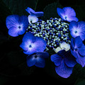 写真: ブルーの紫陽花