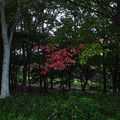 写真: 秋を先撮り