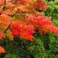 Photos: 緑と共存する紅葉