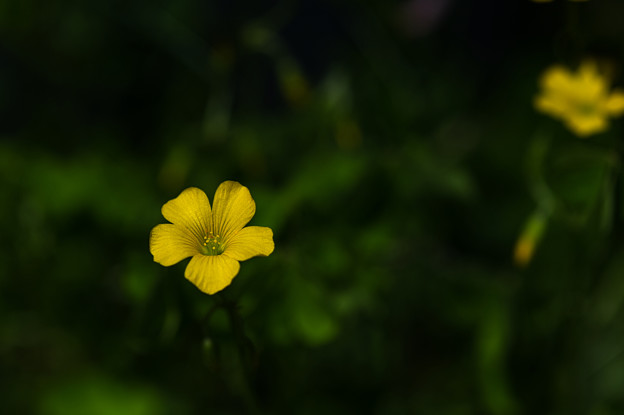写真: 小さな花−２