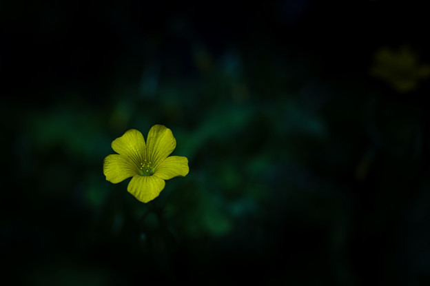 写真: 小さな花ですが頑張ってます−１