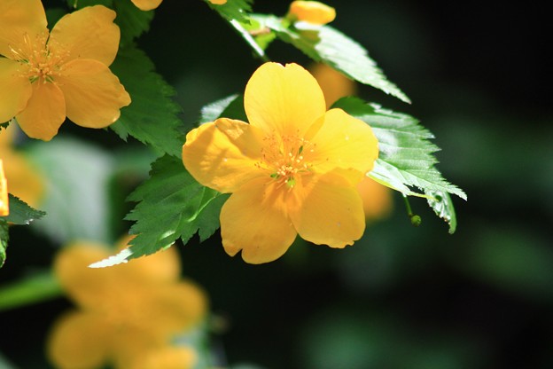 写真: 黄色い花が