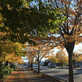写真: 秋の並木みち