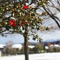 Photos: 残雪～サザンカ