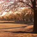 Photos: 桜色の朝
