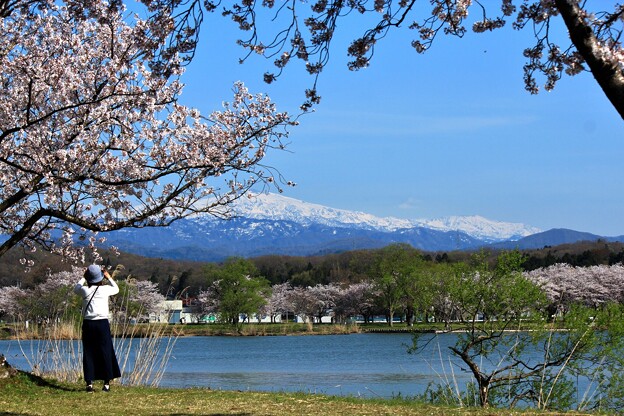 写真: 春を撮ろう〜