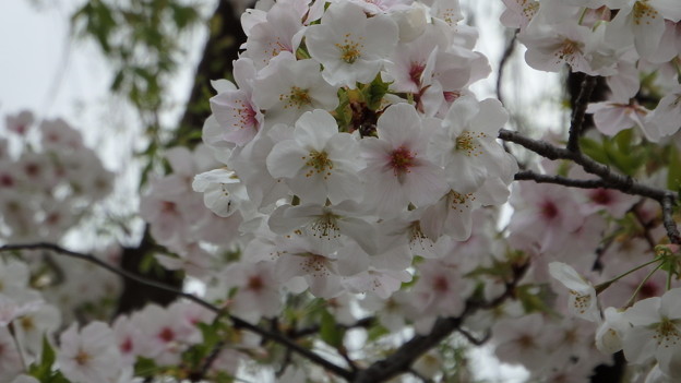 大島桜のアップ396s