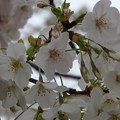 写真: 山桜1452s