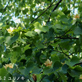 写真: ユリノキの花509syurinoki