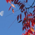 写真: 月とハゼノキ126_668tuki