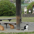 写真: ネコとタヌキ50023