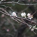 写真: 狂い咲き2202