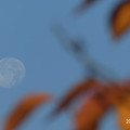 Photos: 月と桜_70718tuki