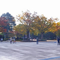 Photos: 公園の朝_689ct2keyaki