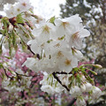 写真: 大島桜と陽光_082oosima
