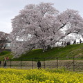写真: 2022 4 3 S 幾坂池の一本桜