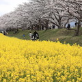 写真: 2022 4 3 藤原宮跡　菜の花と桜 1