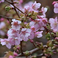 写真: 2023 2 16 明日香稲渕早咲きの桜 1