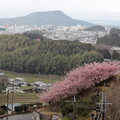 写真: 2024 3 10 明日香河津桜と畝傍山