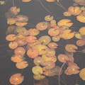 池塘の小さな秋