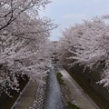 写真: 20220331桜満開 (8)