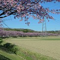 写真: 北浅羽桜堤公園20230319 (2)